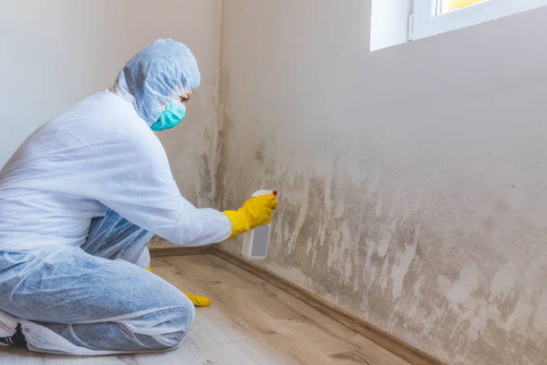 Licensed Basement Mold Remediation service in Upperville, VA - WQB Mold Removal